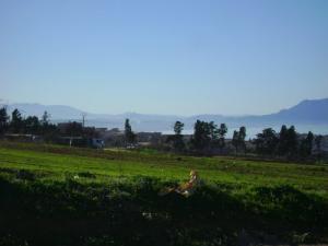 Verdure sur la route de  Bou-ismail