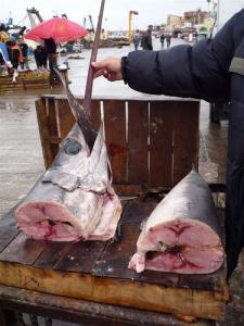 Le marché au poisson de Bou Haroun