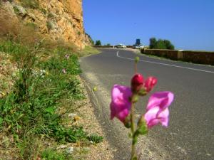 Sur la route de Chenoua