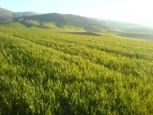 Champ agricole dans la région d'Es Satha - wilaya de Mila
