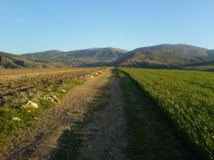 Sentier agricole aux environs de Mila