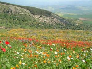 Printemps à Rouached