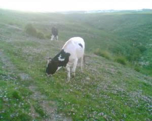 Elevage Bovin à Mila