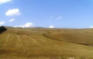 Champs de Blé moissonnés à Zeghaia