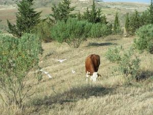 Région de Mansourah  à Ain Defla