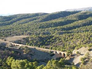 Paysage Forestier de Ain Defla