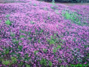 Fleure de Zeggara à Tacheta