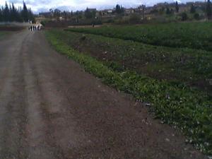 Culture de pommes de Terre aux alentours de Ain Defla