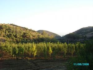 Arbres Fruitiers à Ain Defla
