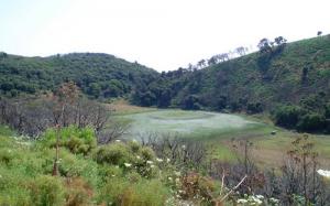 Verdure de la Forêt de Ain Defla