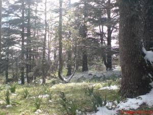 Fonte de Neige à la forêt de Ain Defla