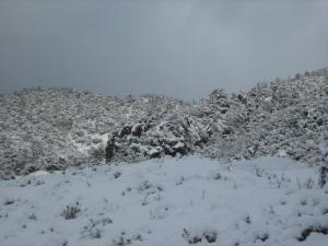 La Forêt de Theniet sous la neige