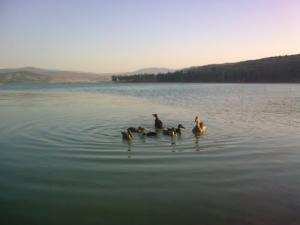 Une Famille de  Canards Sauvages pataugeant au Barrage de Ain Defla