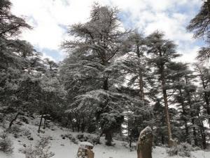 Cédraies Enneigées