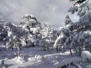 Les Forêts Enneigés de Ain Defla
