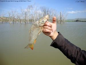 هواة الصيد البحري بسد  سيدي حسني  (ولاية تيارت)