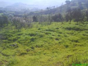 Verdure de Ain Defla au Printemps