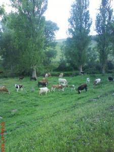 Elevage Bovin à Ain Defla