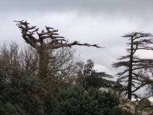 Le fameux arbre dit  le parasol ... devenu simple carcasse