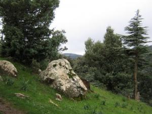 Les Bois de Ain Defla