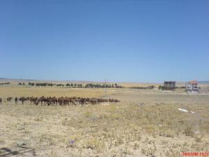 Elevage de Dromadaires à Naama