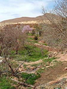 Sfissifa Jardin du Ksar (Wilaya de Naama)