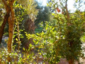 Arboriculture à Ain Sefra