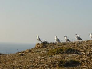 Mouettes de Terga