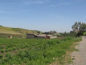 Champ verdoyant à la sortie de la ville de Ain Temouchent (Thala Touchent)