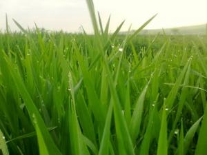 Champ de blé aux abords de Ain Temouchent