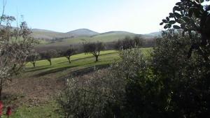 Culture d'Oliviers aux alentours de Ain Temouchent