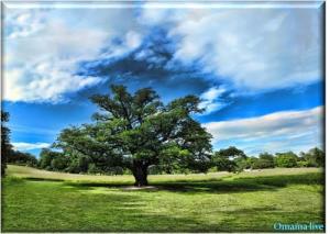 El amria , Ain temouchent