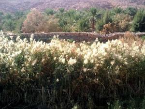 Oasis à l?Entrée d'El Atteuf