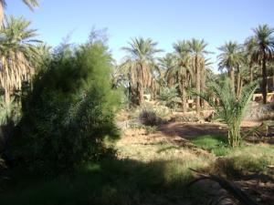 La Palmeriae de Aoulaoual