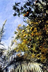 Les Jardins de Ghardaia