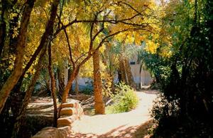 Les Beaux Jardins de  Ghardaia