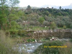 غابات بلدية  واسيف