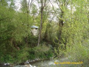 غابات بلدية  واسيف  (1)