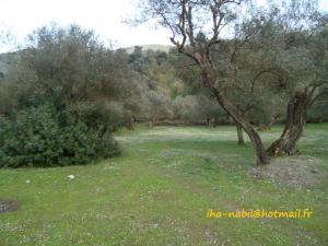 غابات بلدية  واسيف  (3)