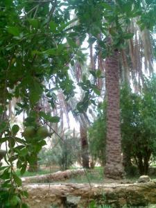 Paysage de Gamgouma (Commune de Metlili)