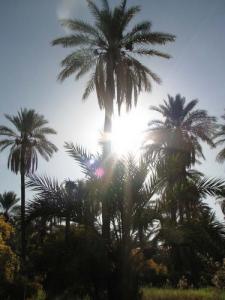 Une Palmeraie de Ghardaia