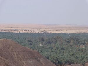 Oasis d'El Golea