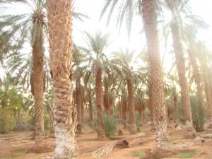 Palmeraie à Hamam Zelfana