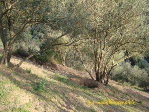 منظر من ضواحي  واسيف  (3)