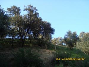 منظر طبيعي بضواحي بلدية  واسيف  (ولاية تيزي وزو)