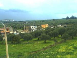 Arboriculture aux abords de Relizane