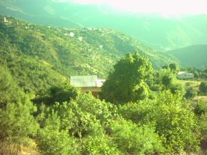 نباتات بمنطقة  تيوت