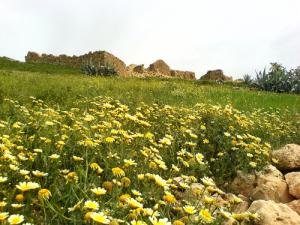 Beauté du Printemps à Relizane