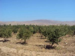 Champ Arboricole dans la périphérie de Relizane