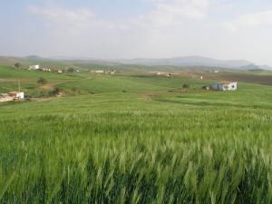 Printemps à Ouled Zid